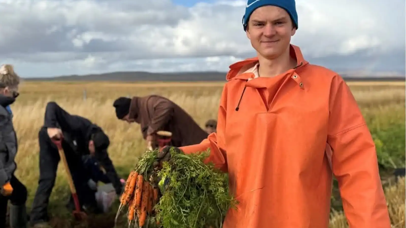 Sjálftínsla á kartöflum í Borgarfirði á akri bónda