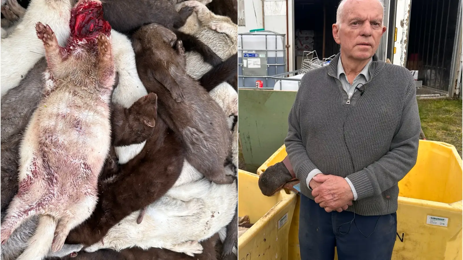 „Þetta er afleiðing af dýravernduninni þeirra“