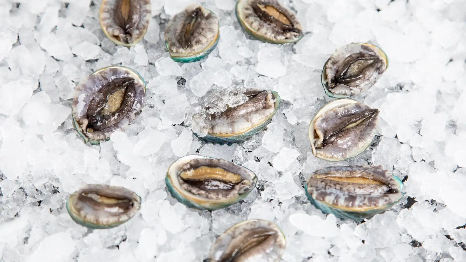 Aurora Abalone lýkur 1,5 milljarða króna hlutafjáraukningu