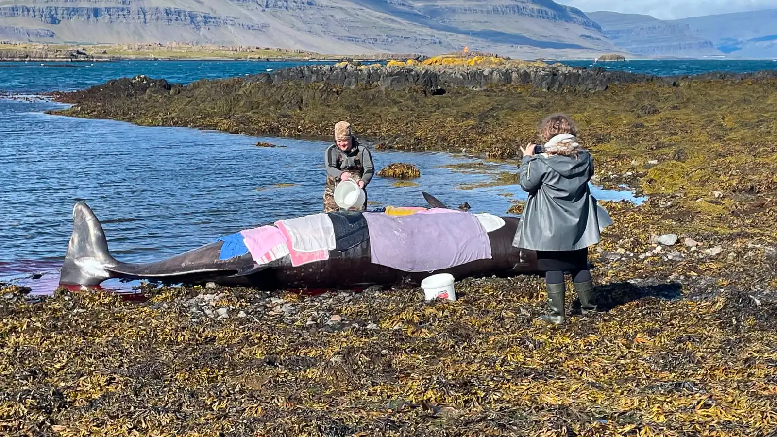 Hvalreki við Djúpavog