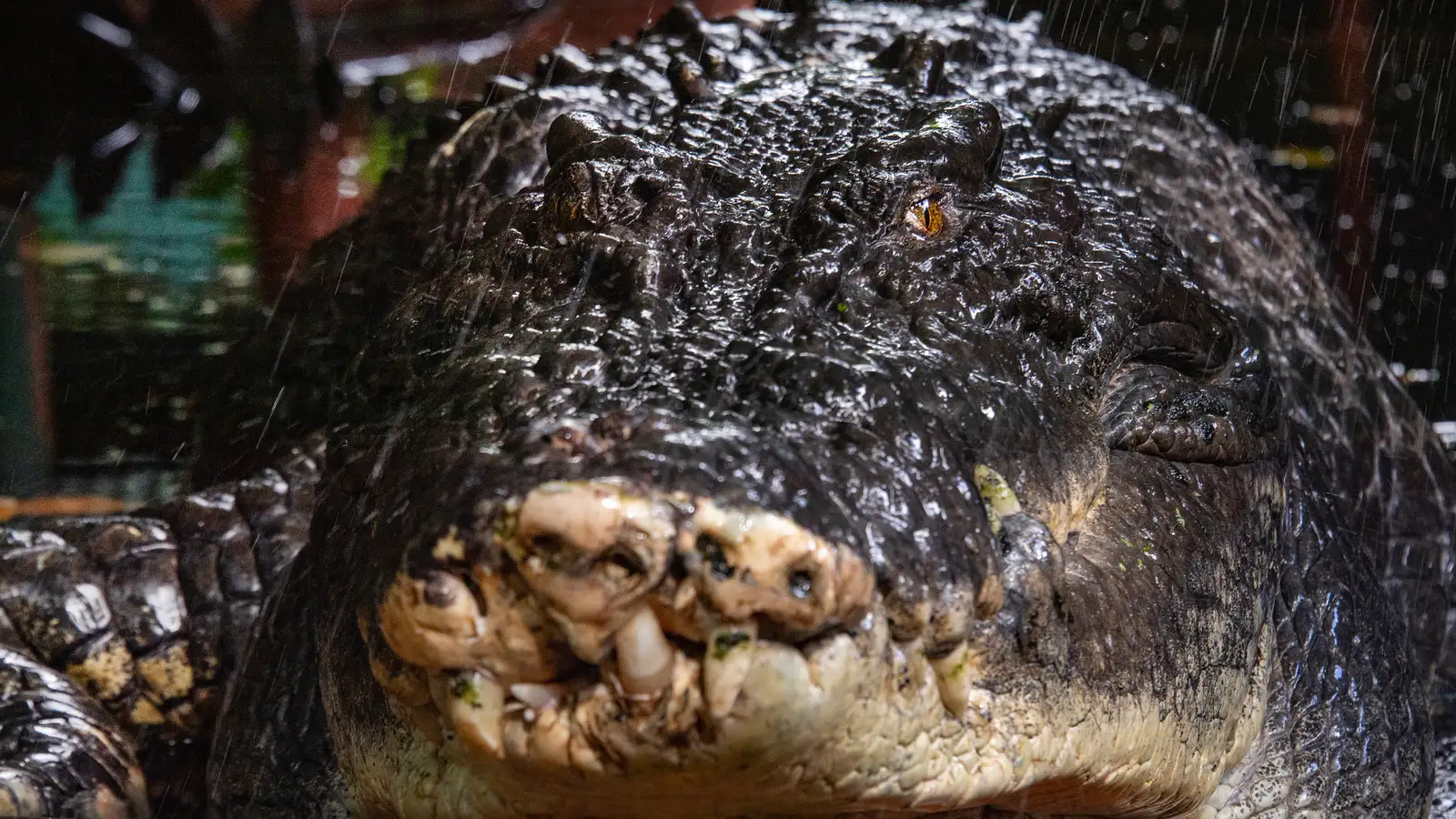 Ólympíufarar munu róa á meðal krókódíla á leikunum í Brisbane