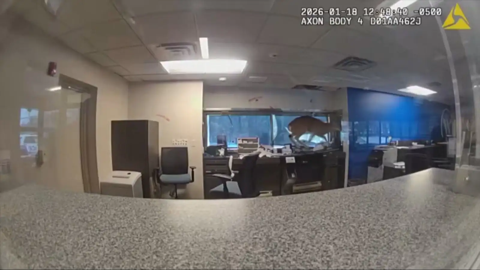 Björguðu dádýri sem festist í banka