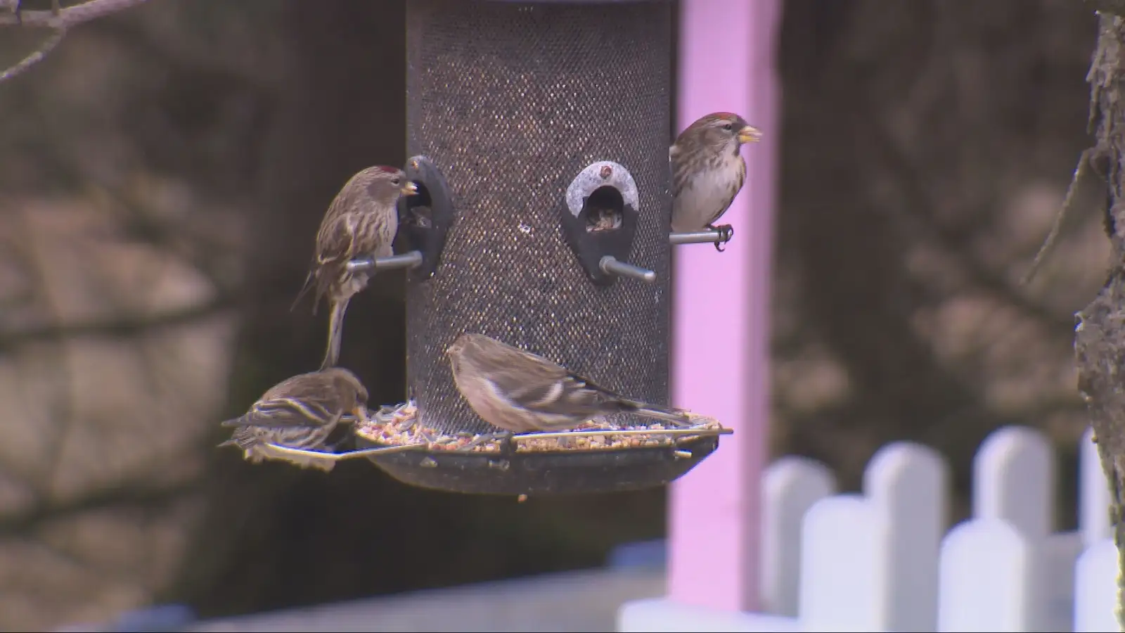 „Þeir skíta gjarnan í þetta þegar þeir eru að baða sig“