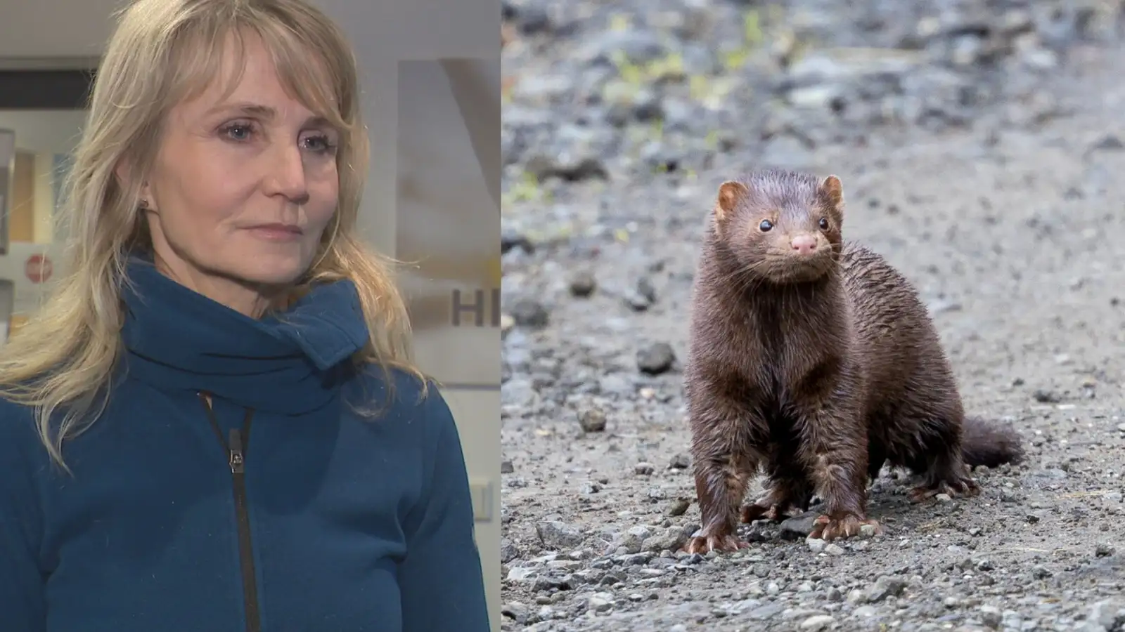 Grunur um að fjöldi minka hafi ekki fundist