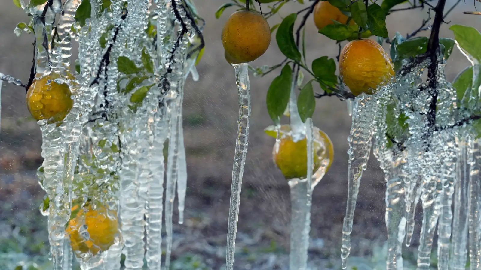 Kaldara í Flórída en á Íslandi