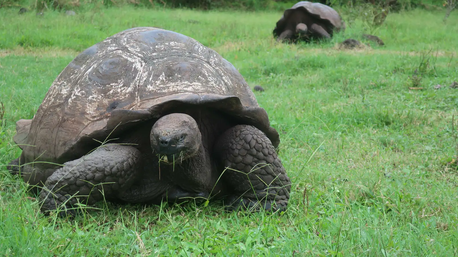 Fleiri risaskjaldbökur á Seychelles-eyjum en íbúar