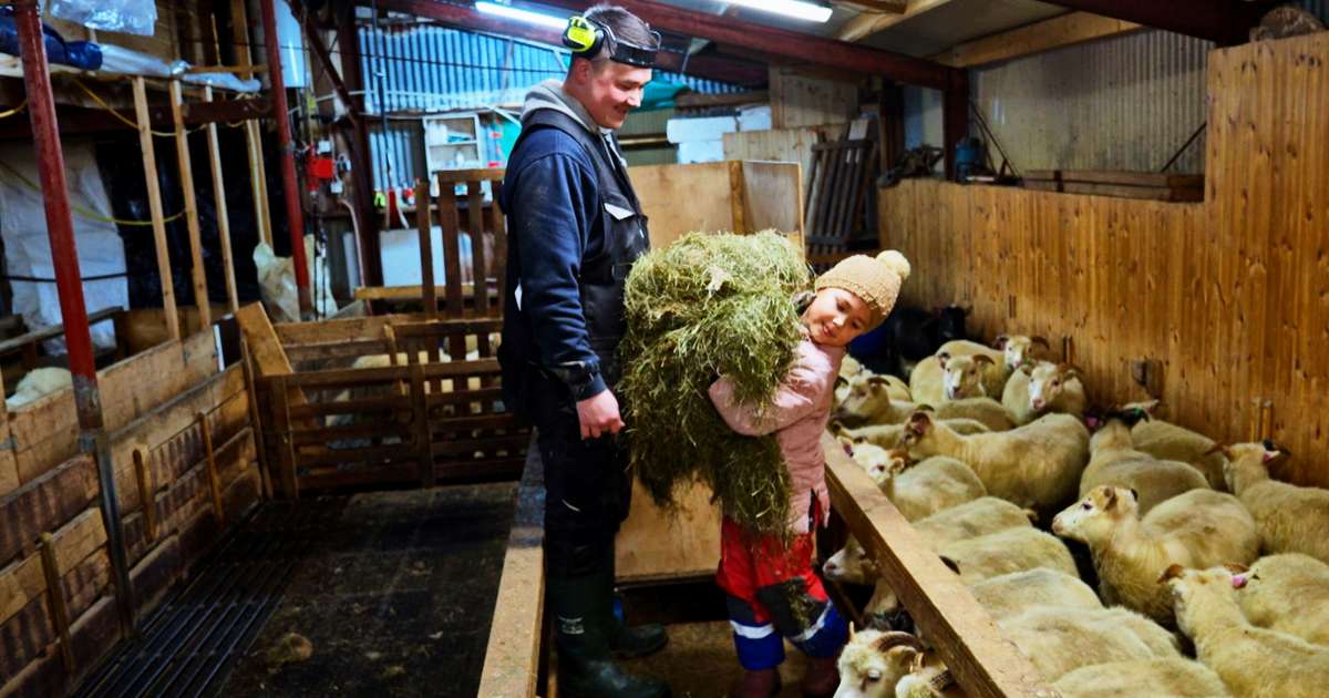 Fluttu frá Grænlandi í Þistilfjörð til að gerast sauðfjárbændur - RÚV.is