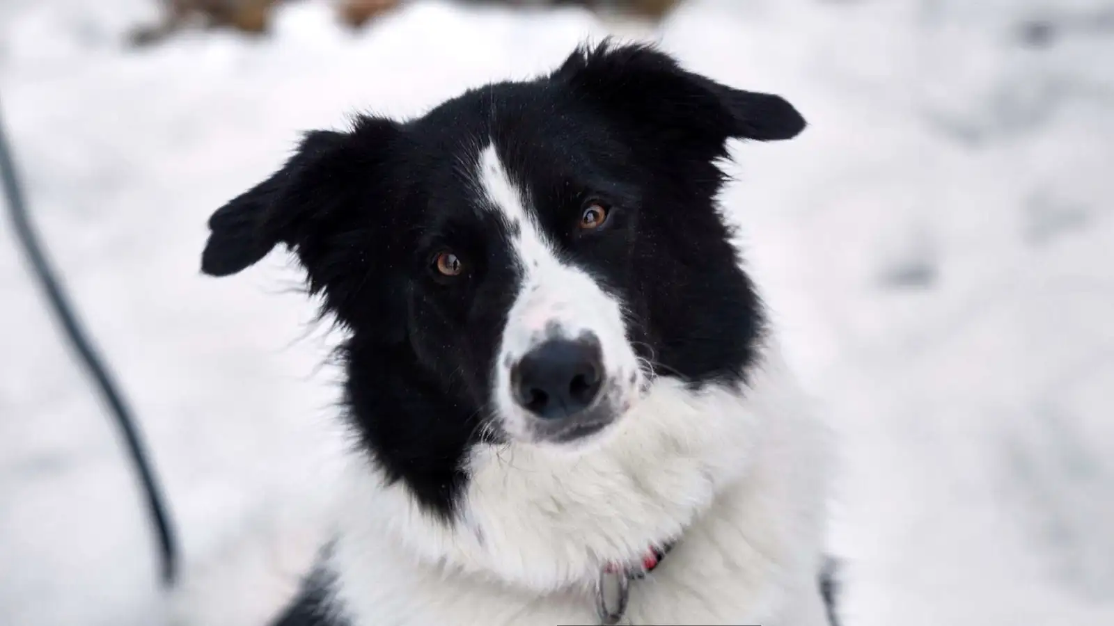 Gæludýrin þurfa öryggi eins og við