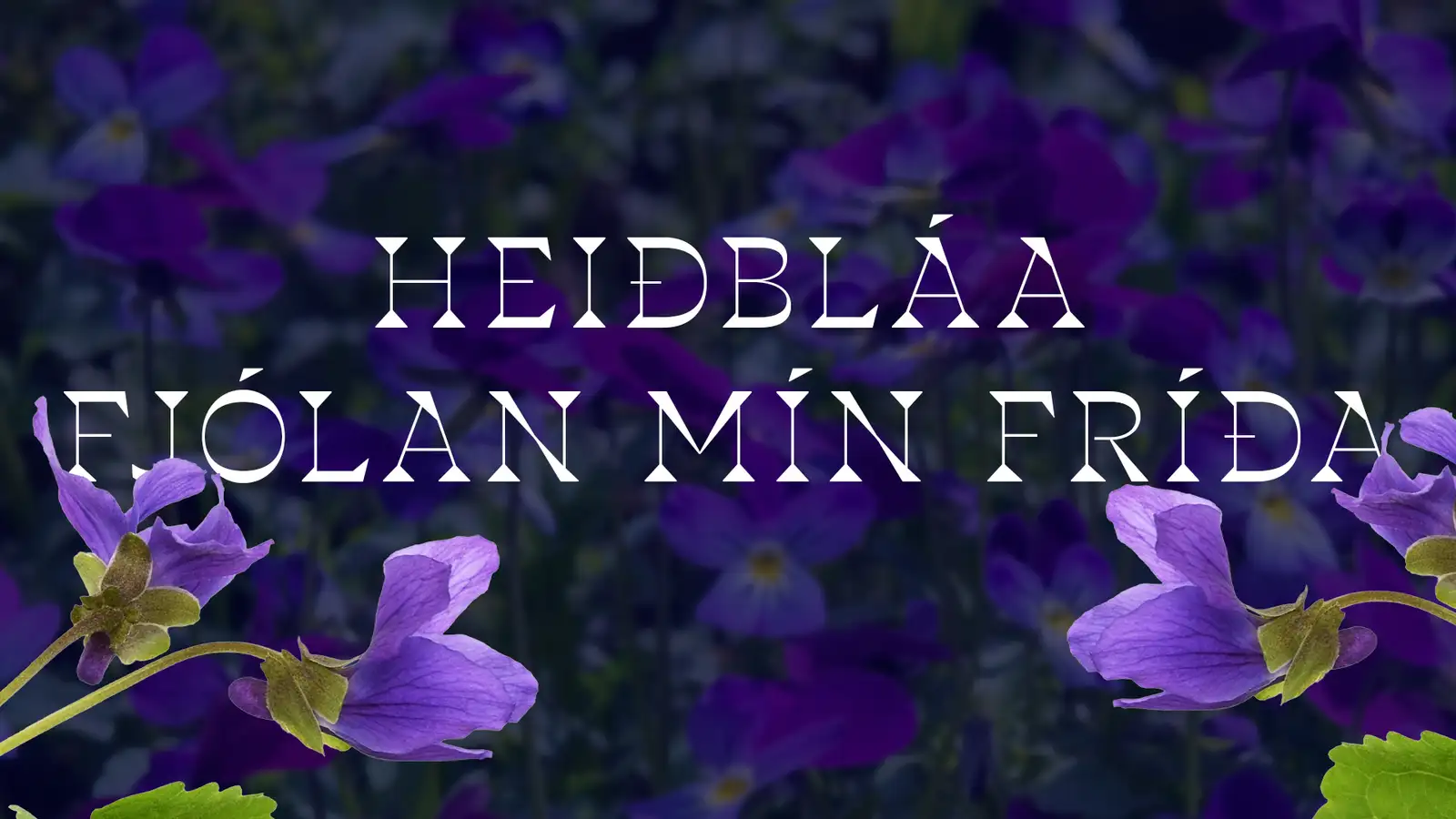 Samdi lagið "Fjólan" í róðri og rispaði á árina sína