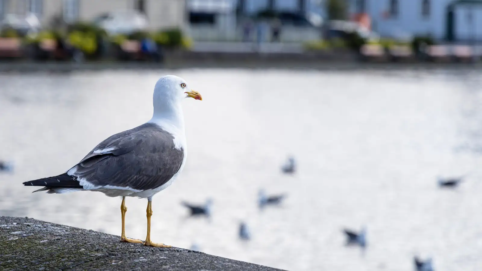 Fuglar á tjörninni í Reykjavík á björtum sumardegi.
