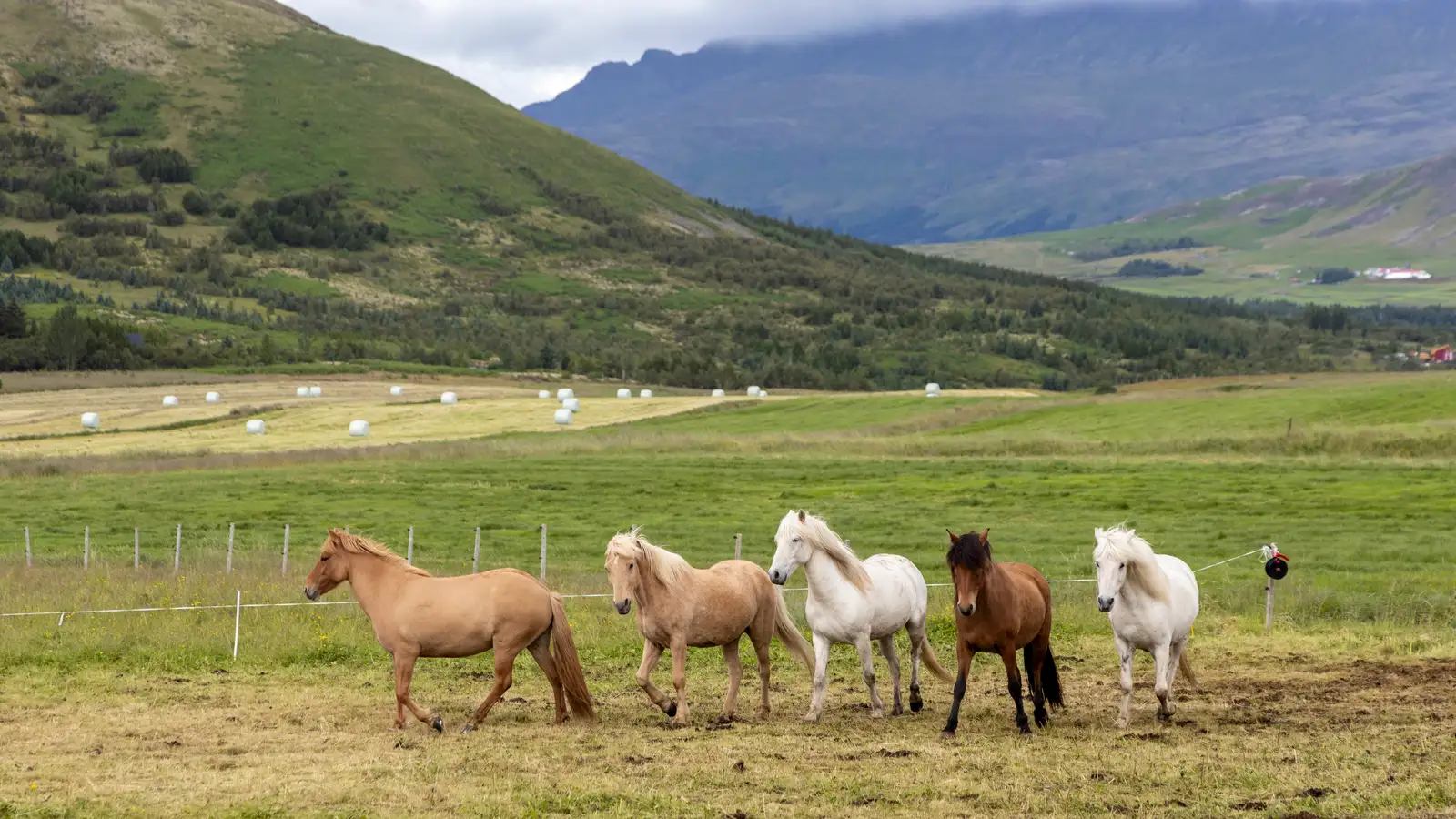 Hross veiktust á Norðurlandamóti íslenska hestsins í Svíþjóð
