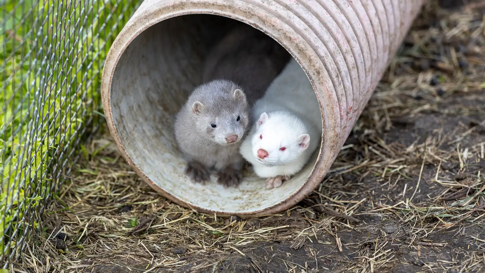Telur tjónið vera tugmilljónir