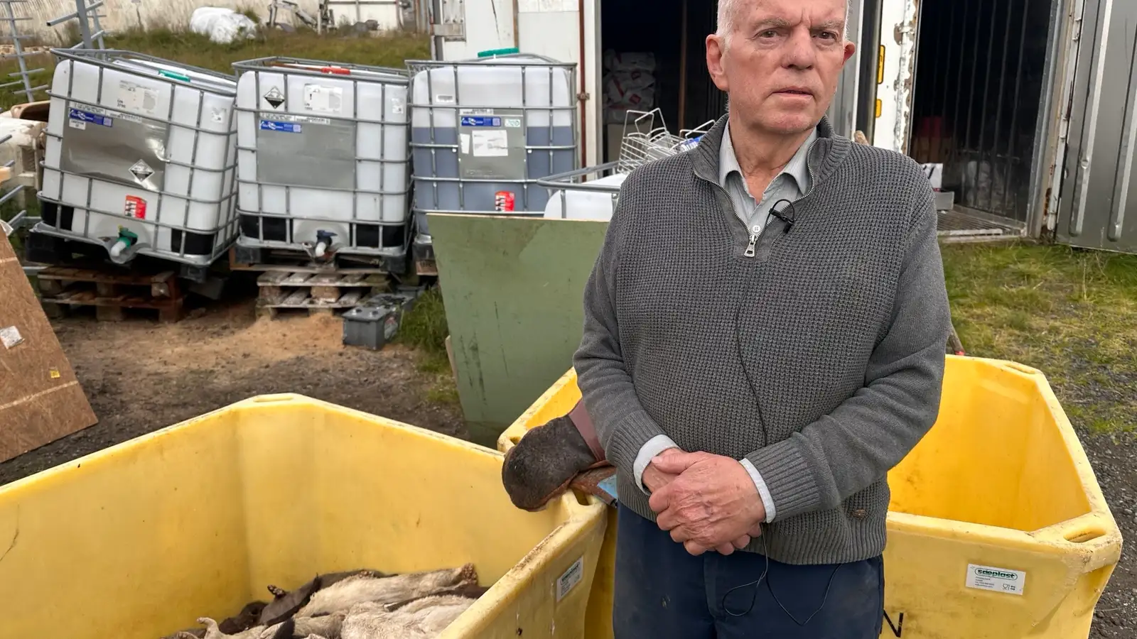 Minkabóndinn á Dalsbúi: „Við erum að missa svona þrjú til fimm dýr á sólarhring“