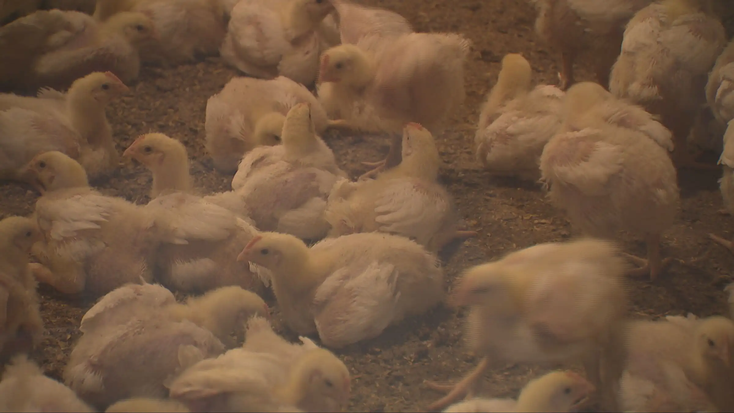 Myndin sýnir kjúklinga í alifuglabúi.