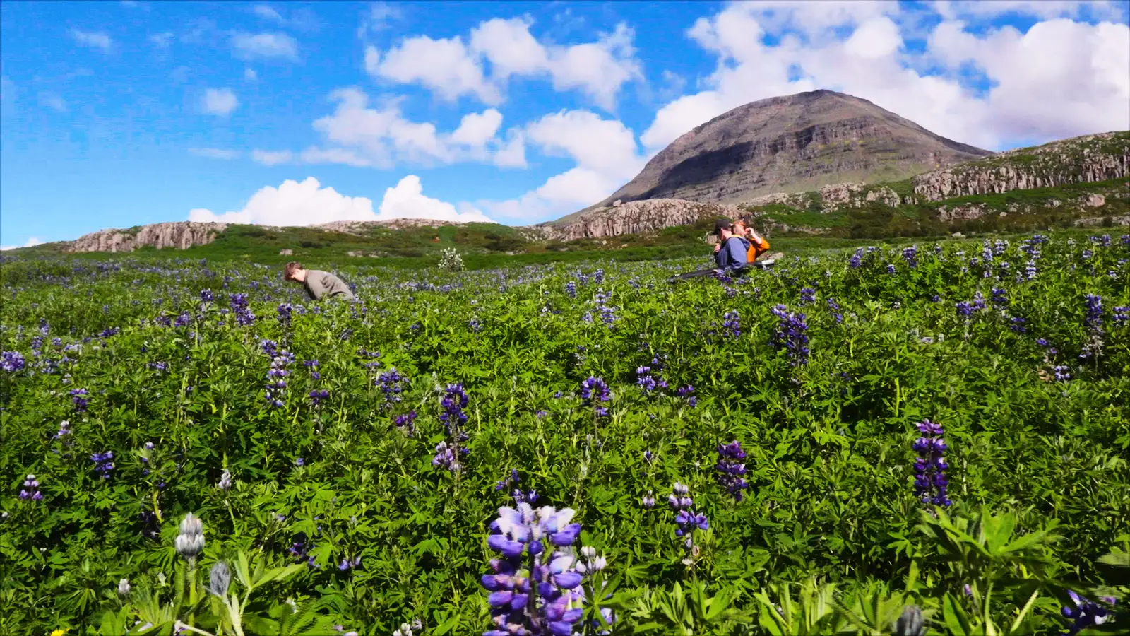 Leita uppi rannsóknarreiti í lúpínuhafi