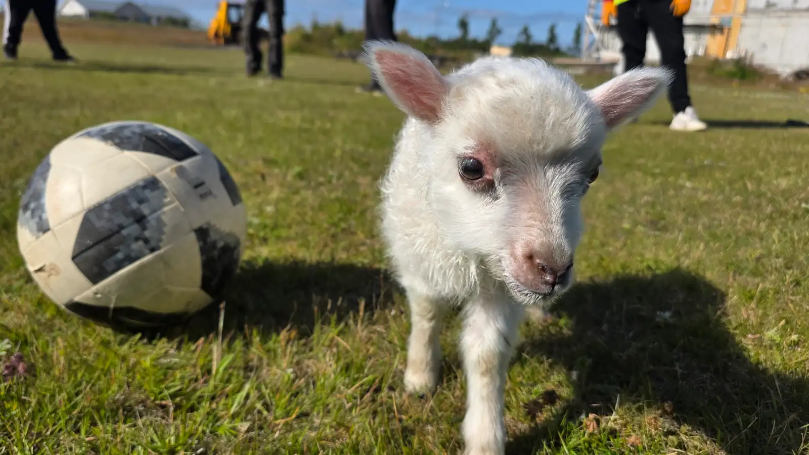 Heimalningurinn Messi í vinnuskólanum á Hellu