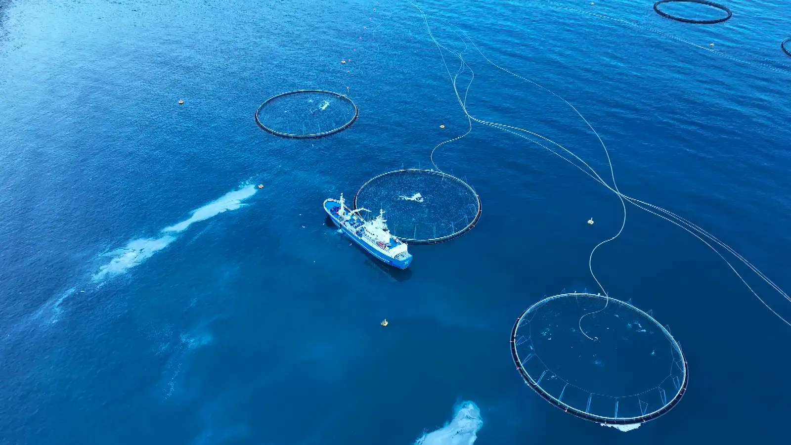 Yfir átta hundruð umsagnir í samráðsgátt vegna frumvarps um lagareldi