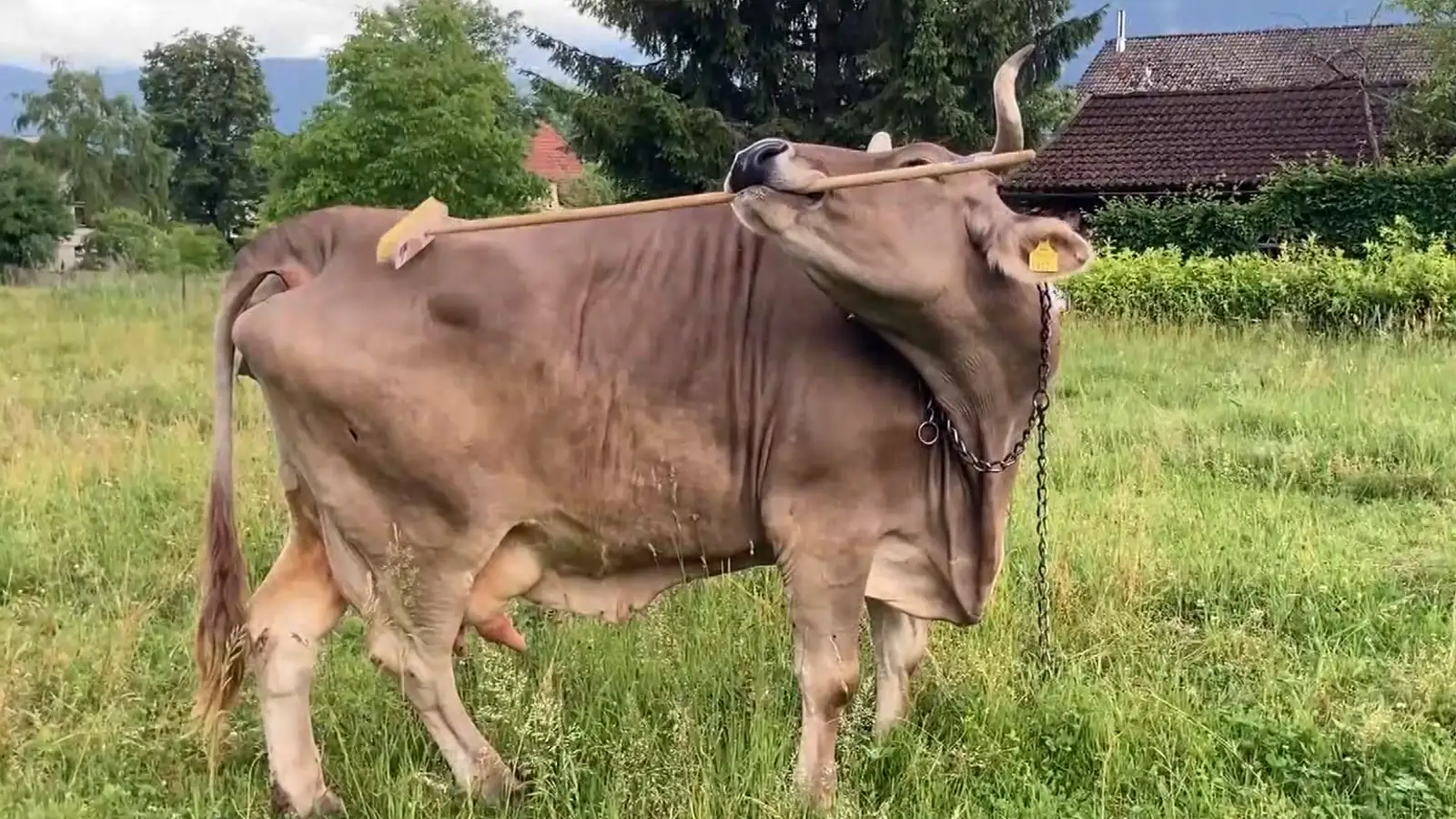 Eldklár kýr klórar sér