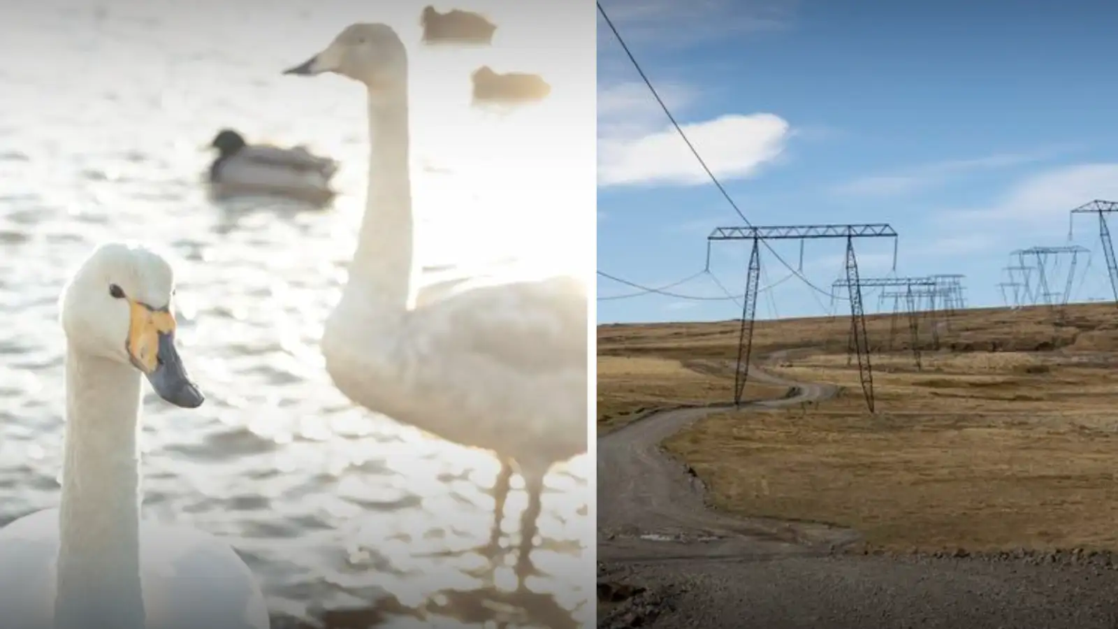 Leggja línur í jörð vegna áflugs á rafmagnslínur