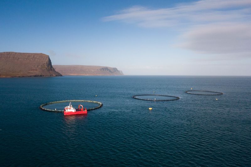 Sjókvíaeldi í Kvígindisdal. Sjókvíarnar birtast sem fljótandi hringir úti á firðinum, nokkrir metrar í þvermál. Við þá kvína sem er lengst til vinstri á myndinni er rauður þjónustubátur. Í bakgrunni sést klettótt strönd fjarðarins. Léttskýjað er og bjart yfir, dimmblár sjórinn er sléttur.