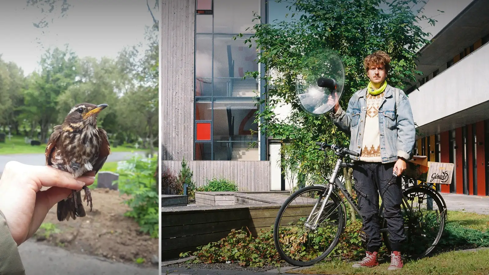 Ekki sama hvort það er skógarþröstur í Vesturbæ eða Kópavogi