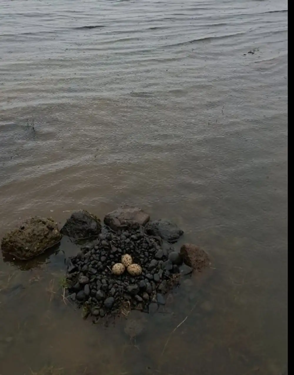 Tjaldshreiður sem búið er að byggja upp að nýju við hver sem staðsettur er við Laugavatn.