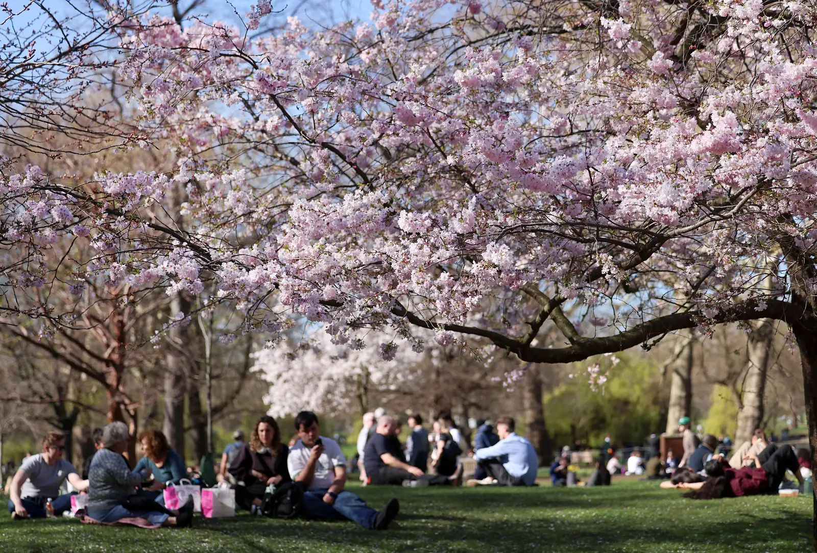 epa12829820 People sit under cherry blossoms at St James's Park in London, Britain, 18 March 2026. According to the Met Office, parts of the UK are expected to reach or exceed 20 degrees Celsius, making it the hottest day of the year so far.  EPA/ANDY RAIN