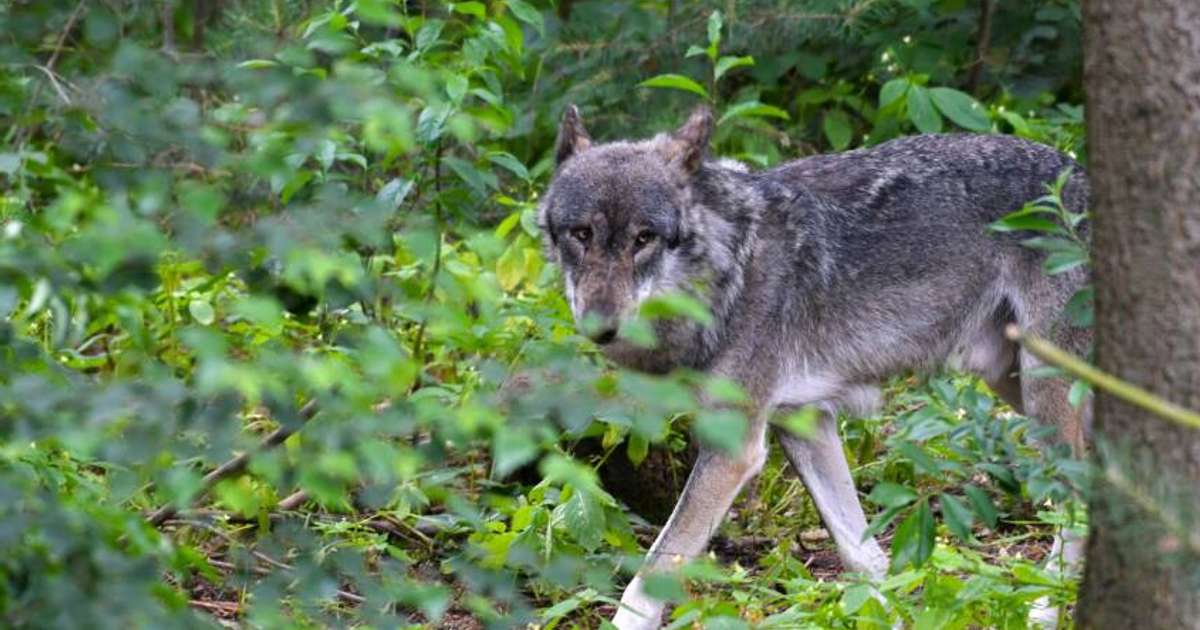 Úlfur sem beit konu í Hamborg frjáls ferða sinna - RÚV.is