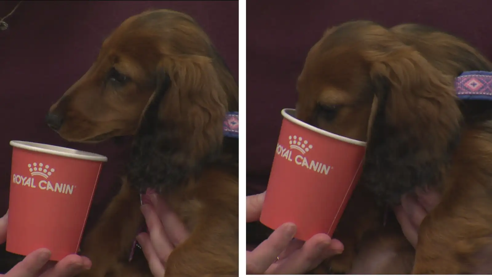 Cappuccino fyrir eigendur og puppoccino fyrir hundana