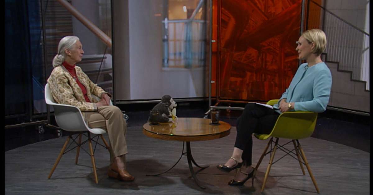 Viðtalið við Jane Goodall: „Simpansar segja ekki bless“ - RÚV.is