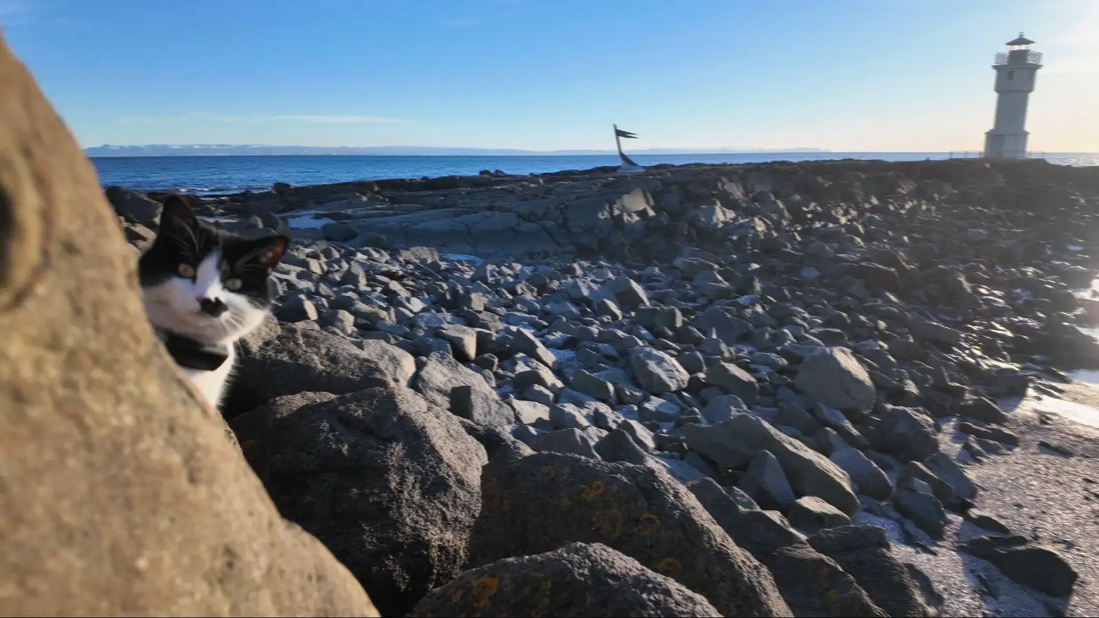 Heimsfrægir útivinnandi kettir á Íslandi