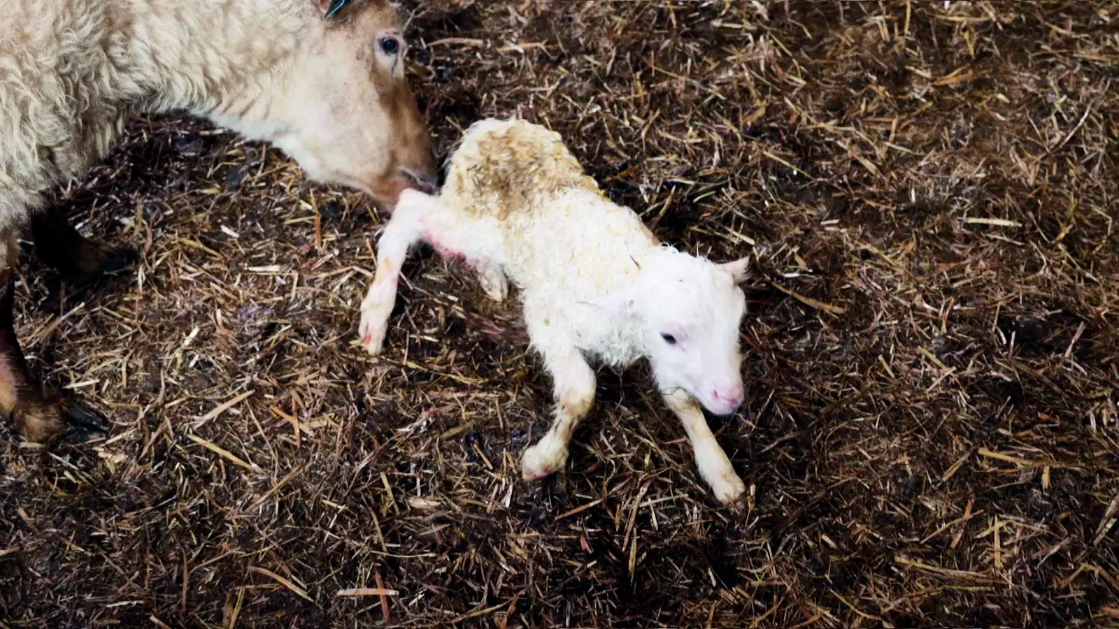 Lítill svefn og mikið kaffi í sauðburði