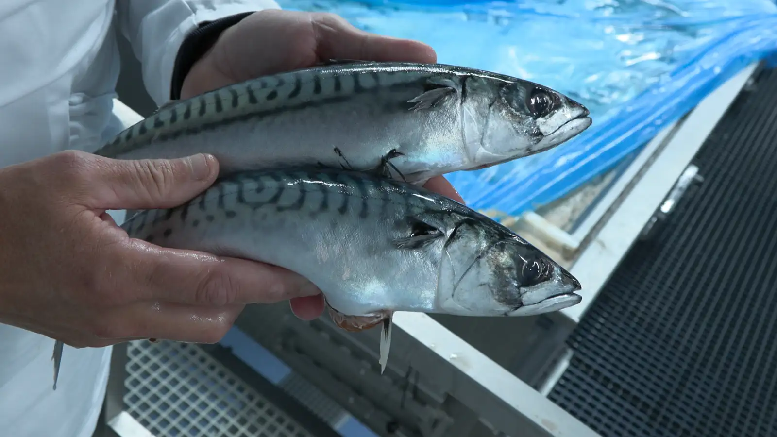 Veiðigjöld á makríl og þorski hækka mest