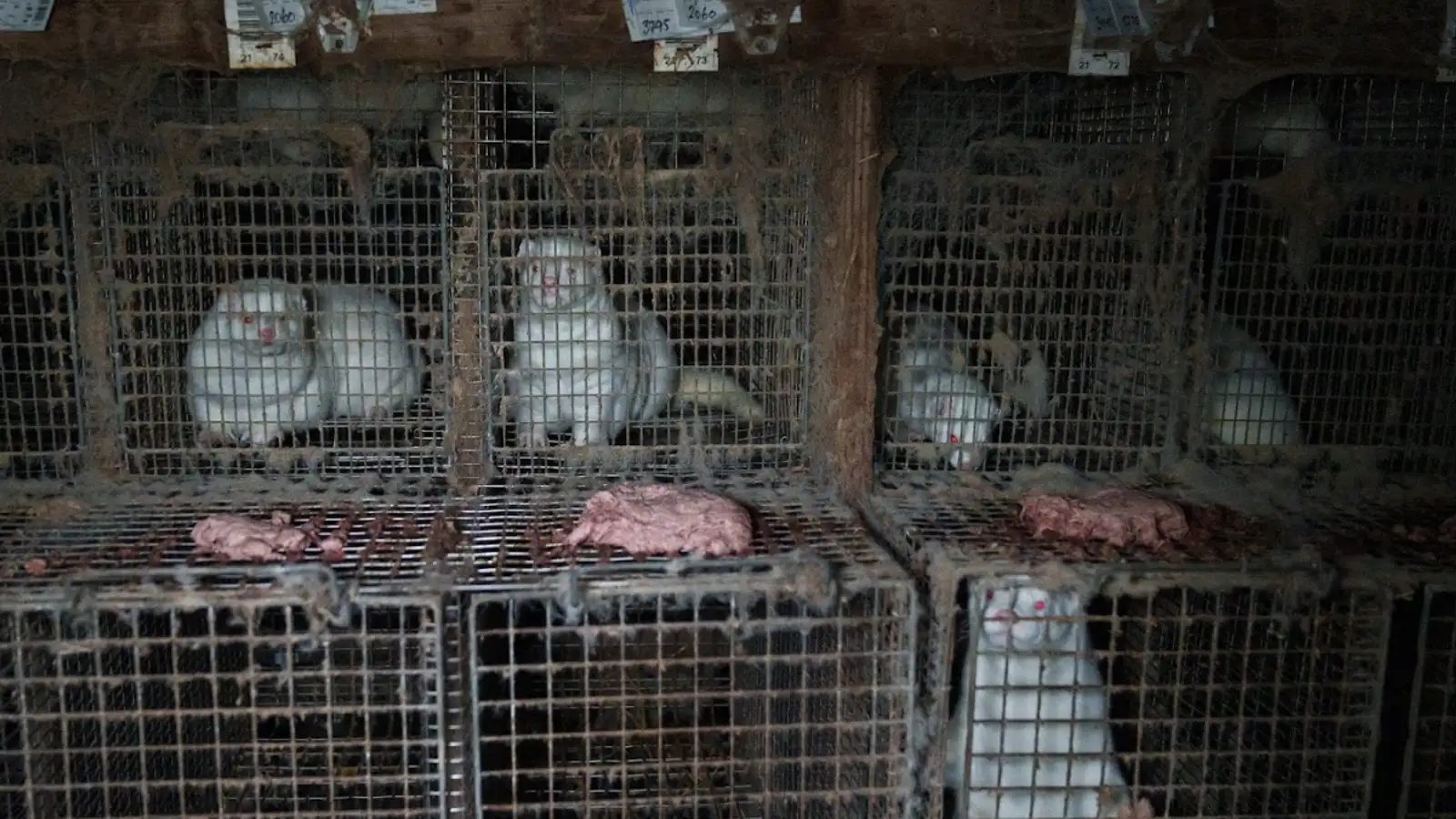 Dýralæknar vilja banna loðdýrahald