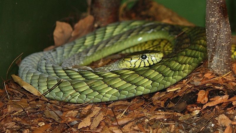 Mynd af vef borgaryfirvalda í Tilburg af mamba eiturslöngu sem hvarf úr búri eiganda síns.