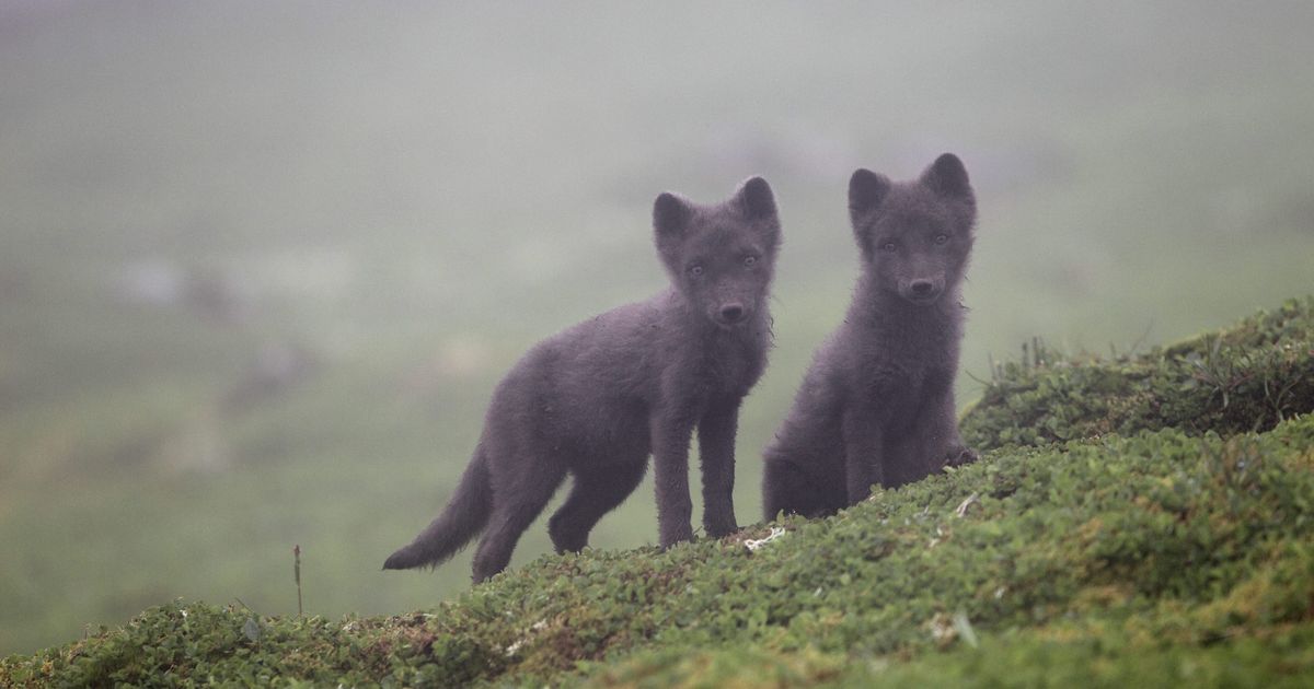 Refir verr tenntir á Vesturlandi en í öðrum landshlutum - RÚV.is