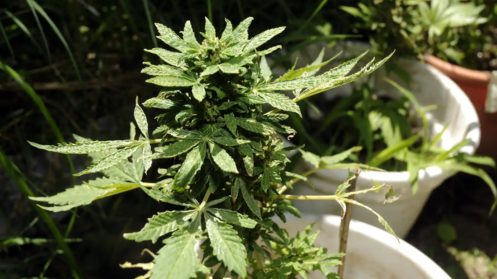 Meintur kannabisframleiðandi handtekinn í heimahúsi