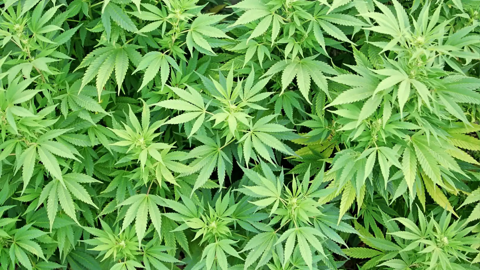 Ræktuðu kannabis í blokkaríbúð