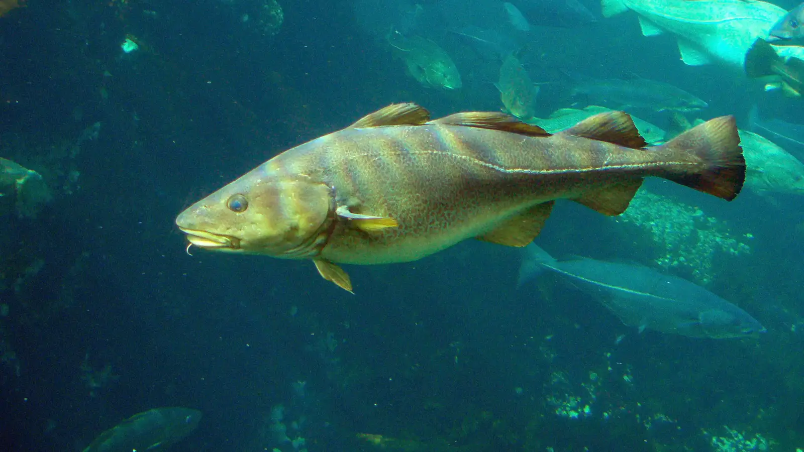 Fiskistofa birtir lista yfir þau sem fá mesta kvótann