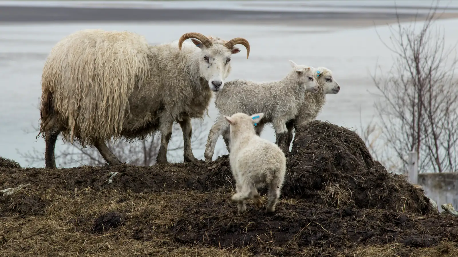 Óttast að erfðaskrá um Vatnsendajörðina fylgi bölvun