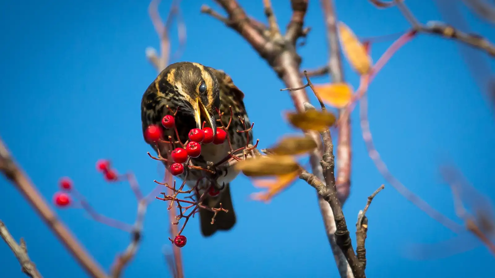 Hljóðmengun hefur áhrif á atferli fugla um allan heim