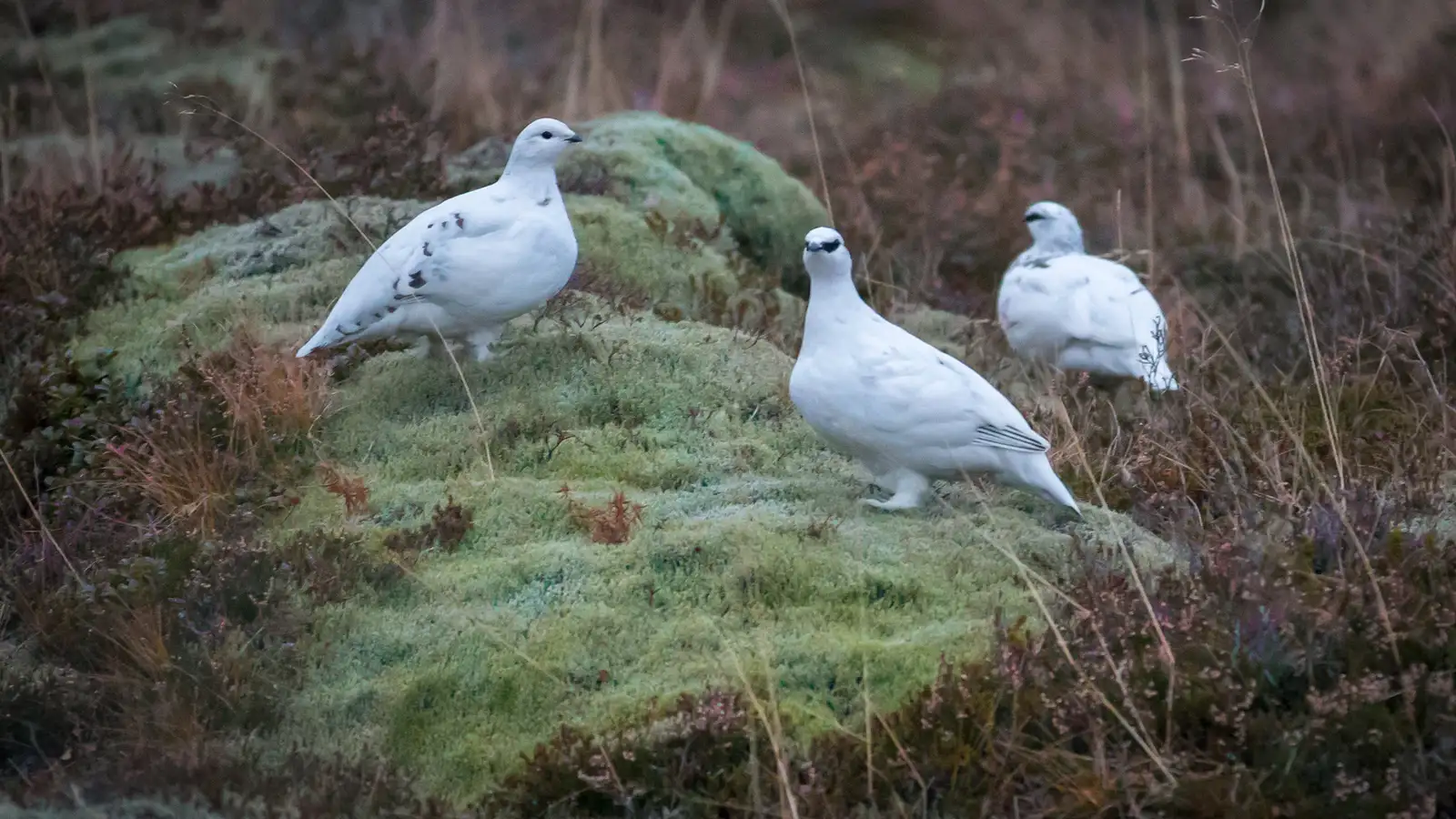 Rjúpan nýtur góðs af lægð fálkans