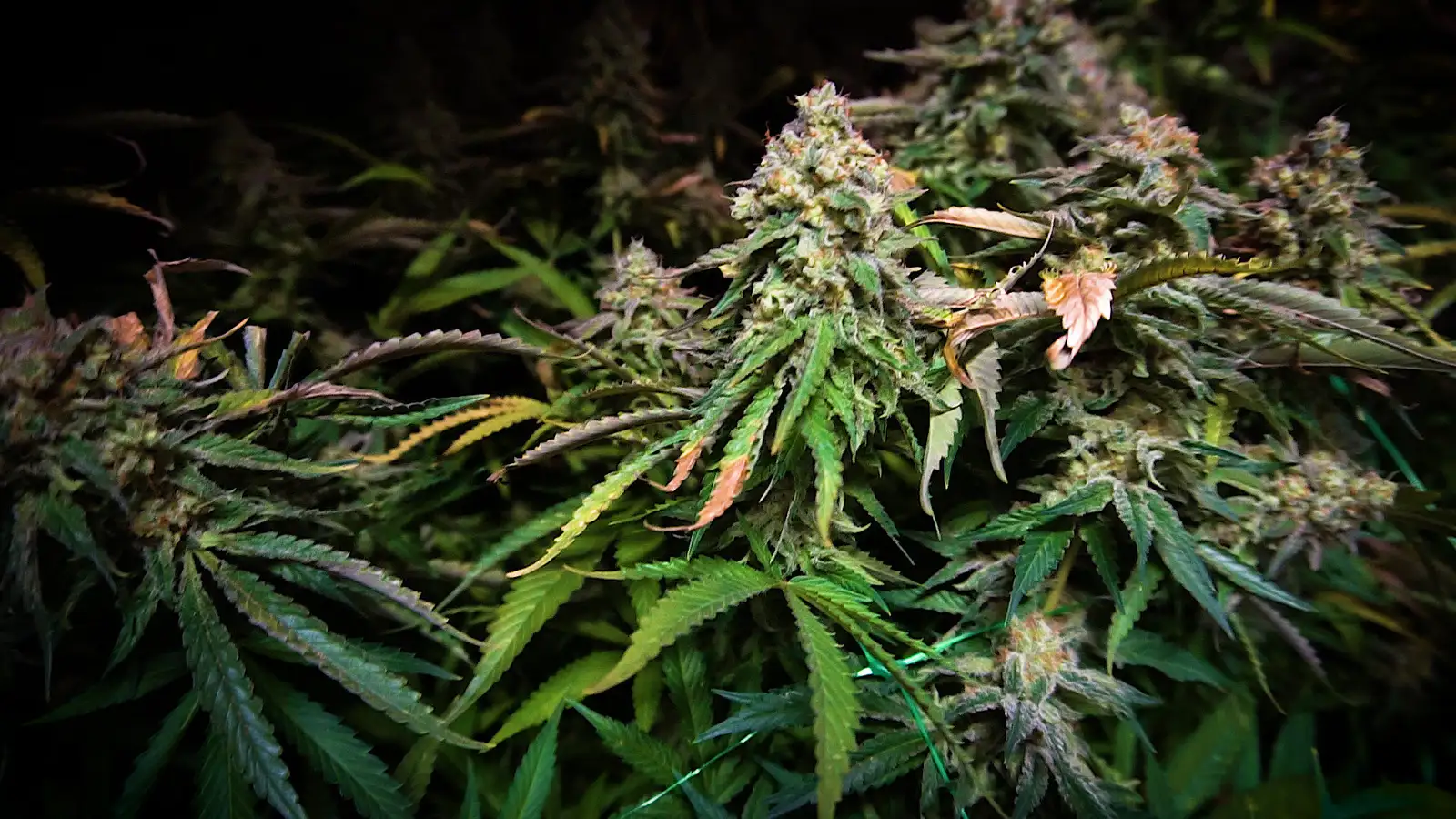 Einn handtekinn og fleiri grunaðir vegna stórtækrar kannabisræktunar á Vestfjörðum