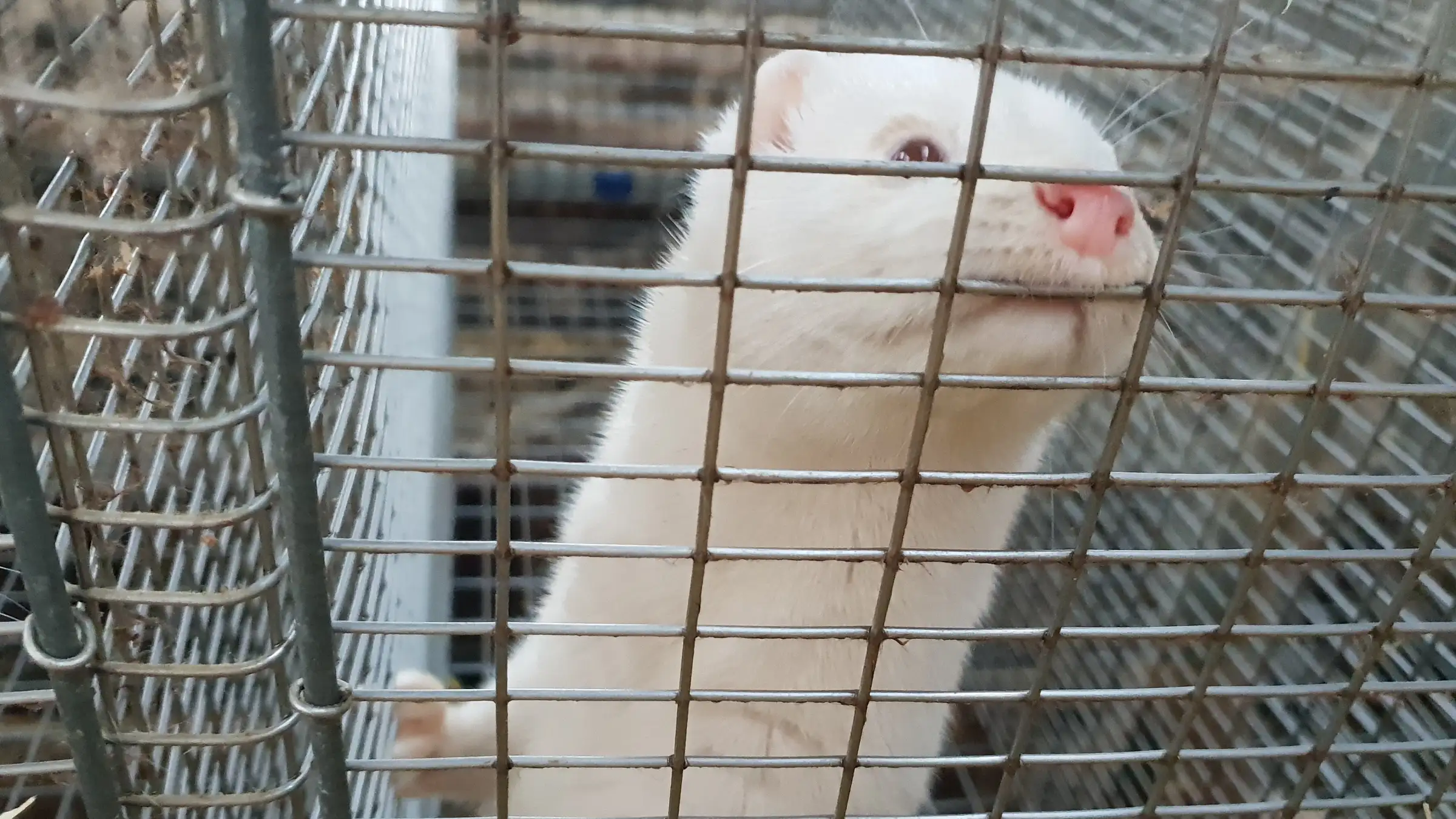 Iceland's fur farming industry on the brink of disappearing