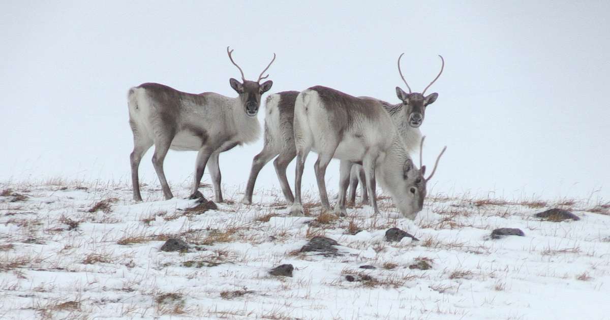 Ekki spurning um hversu mörg dýr má veiða heldur hversu mörg þarf að ...
