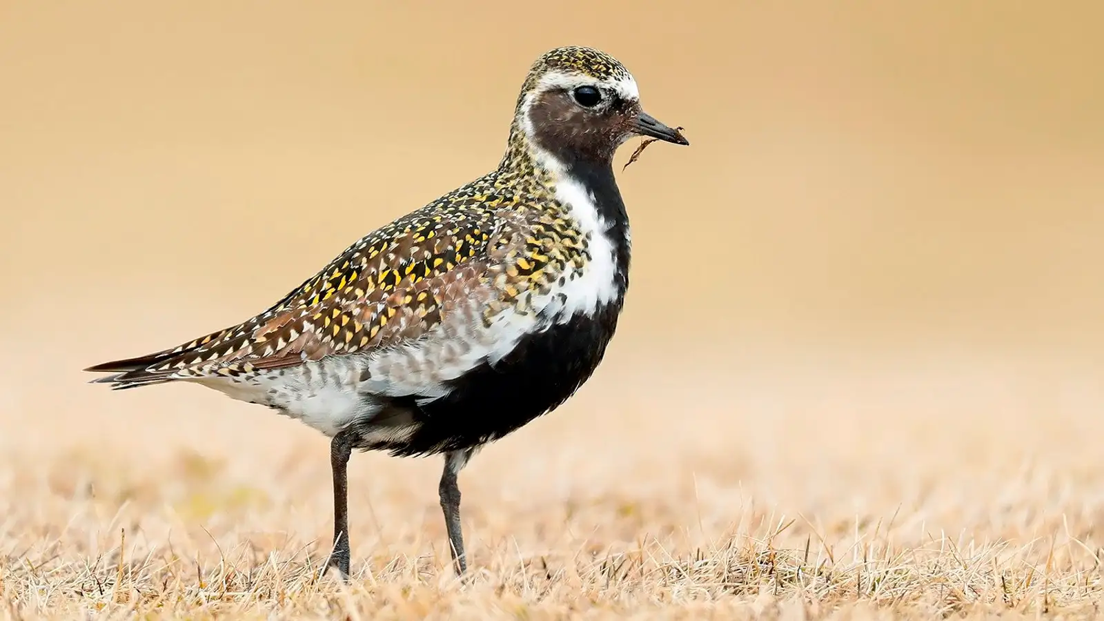 Lóan mætt á Eyrarbakka