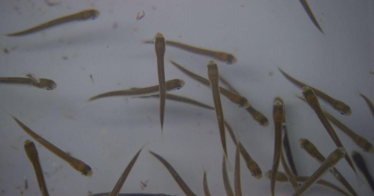 Pink salmon are breeding in Iceland - RÚV.is