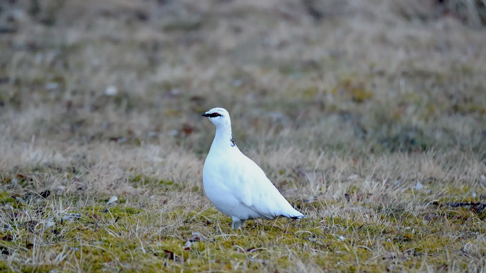 Rjúpnaveiðitímabilið hefst 23. október