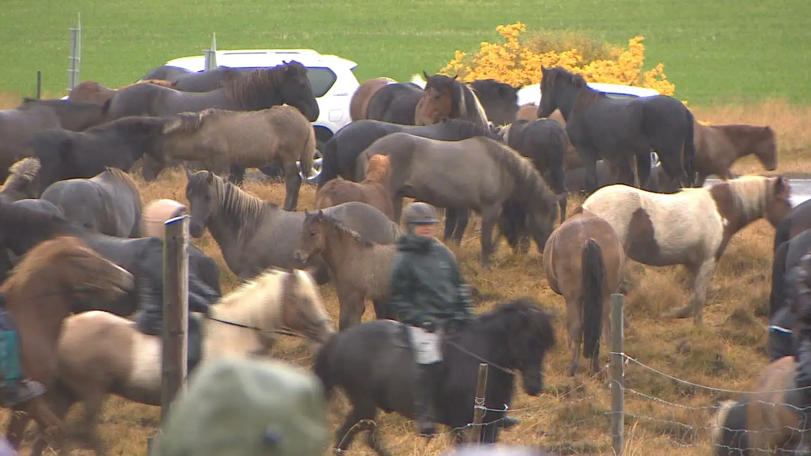 Yfir þúsund hestamenn í Laufskálarétt