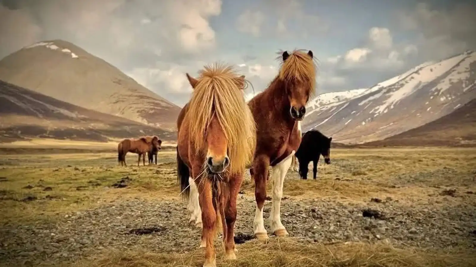 Myndin farið víða án þess að ljósmyndarinn fái krónu